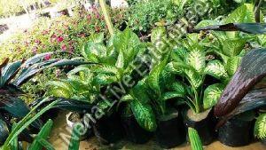 Stromanthe Plant