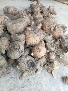 Fresh Elephant Yam