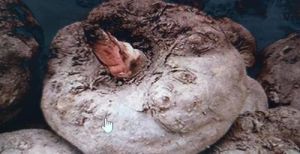 Fresh Elephant Yam