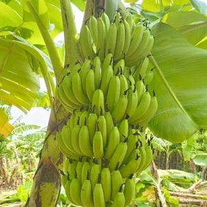 Fresh Green Banana