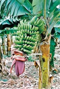 Fresh Green Banana