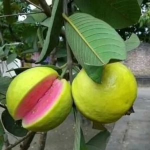 Fresh Pink Guava