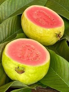 Fresh Pink Guava