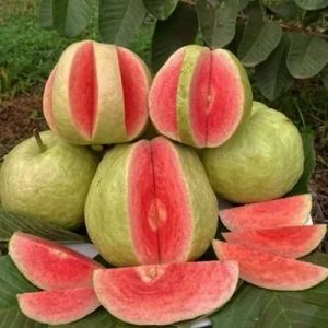 Fresh Red Guava