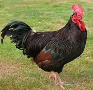 DP Cross Desi Chicken