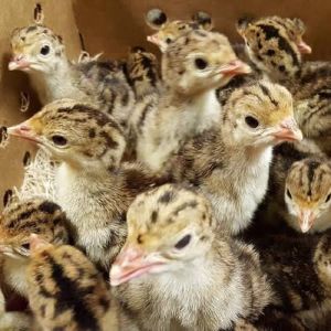 Ginni Fowls Chicks