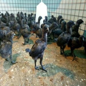 Kadaknath Chicken Chicks