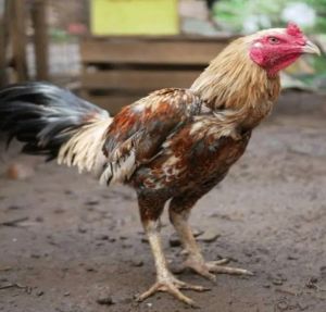 Live Aseel Chicken