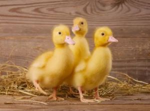 One Day Old Duck