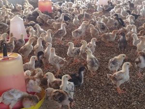 One Month Old Aseel Country Chicks