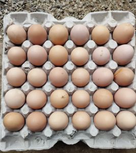 Sonali Chicken Egg