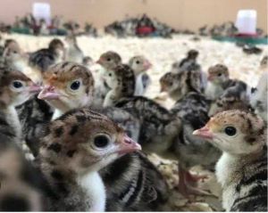 Turkey Day Old Chicks