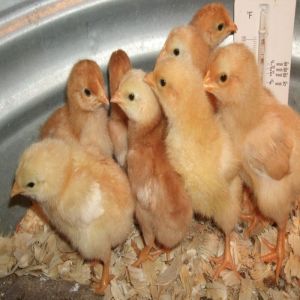 Vanaraja Chicken Chicks