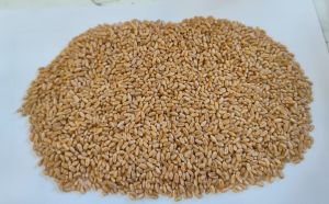Indian Wheat Grain