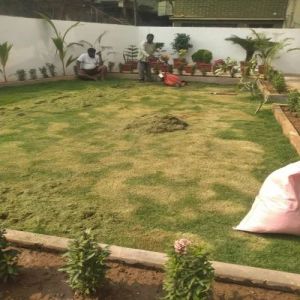 Lawn Grass Cutting Service