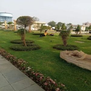 Lawn Natural Grass Landscaping Garden