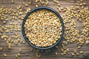 Natural Wheat Grain