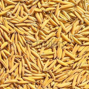 Yellow Long Grain Paddy Rice