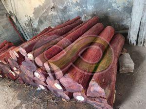 Red Sandalwood