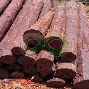 Red Sandalwood