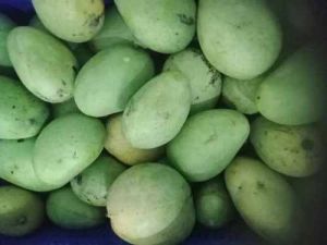 A Grade Fresh Benishan Mango