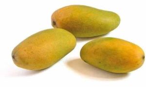A Grade Fresh Dasheri Mango