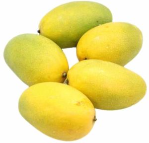 A Grade Fresh Himsagar Mango