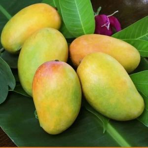 A Grade Fresh Kesar Gulab Mango