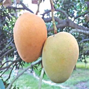 A Grade Fresh Kishan Bhog Mango