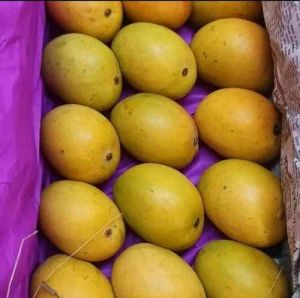 A Grade Fresh Paheri Mango