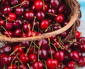 A Grade Fresh Red Cherry