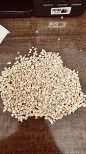 Corn Germ