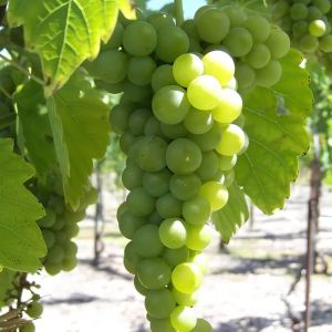 Fresh Green Grapes
