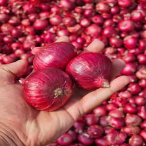 Fresh Red Onion