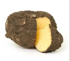Suran Elephant Yam