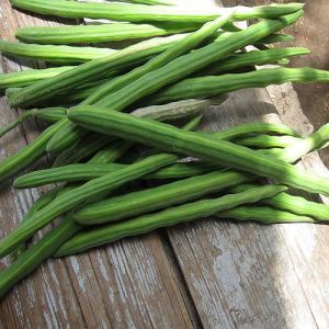 A Grade Fresh Green Drumstick