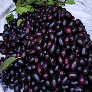 A Grade Fresh Jamun
