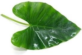 A Grade Green Fresh Colocasia Leaf