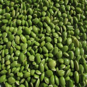 A Grade Surti Papdi Lilva