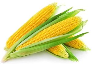 Fresh Sweet Corn