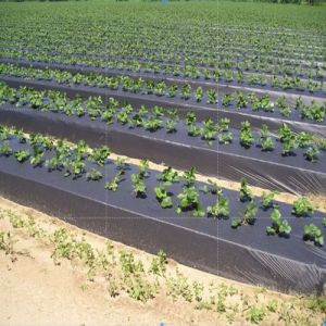 Black Mulching Film