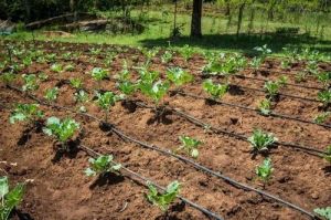 Flat Drip Irrigation Pipe