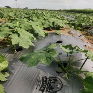 Grey Mulching Film