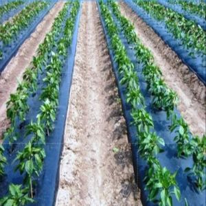 LLDPE Mulching Film