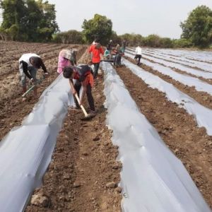 LLDPE Mulching Film