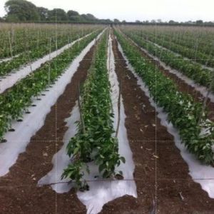 Plain Mulching Film
