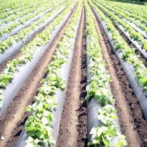 Plastic Mulching Film