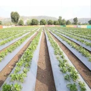 Premium Mulching Film