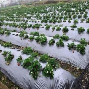 Silver Mulching Film