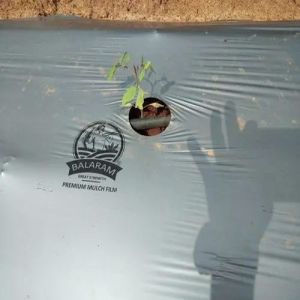 Silver Mulching Paper
